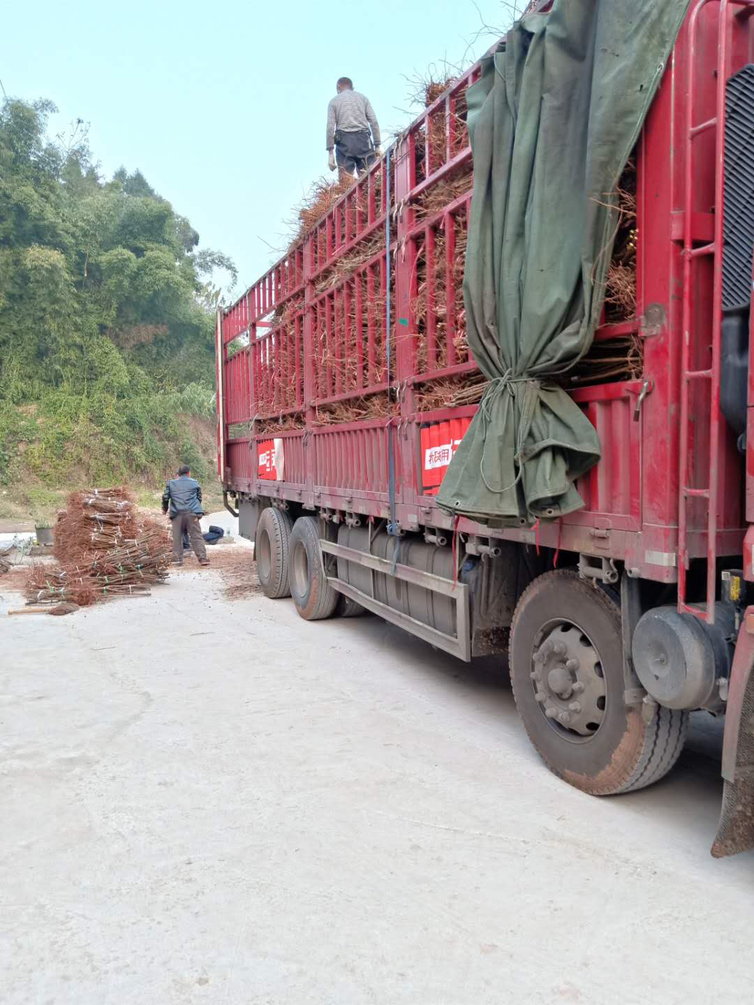 贵州黔西青脆李子树苗,青脆李苗基地