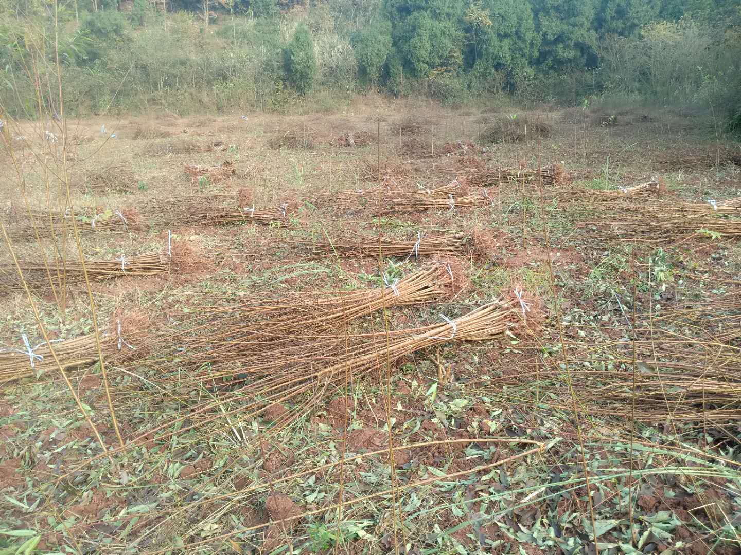 重庆大足青脆李苗种植好活-青脆李苗产地