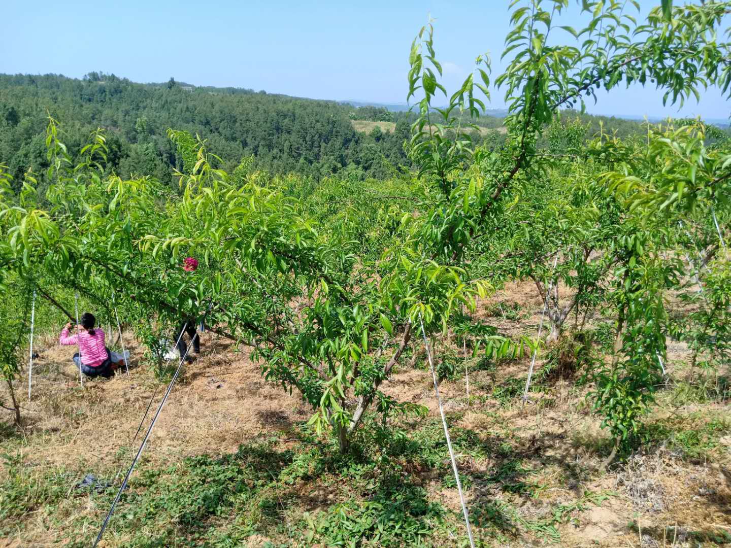 湖北洪山蜂糖李子树苗,蜂糖李苗何时打药