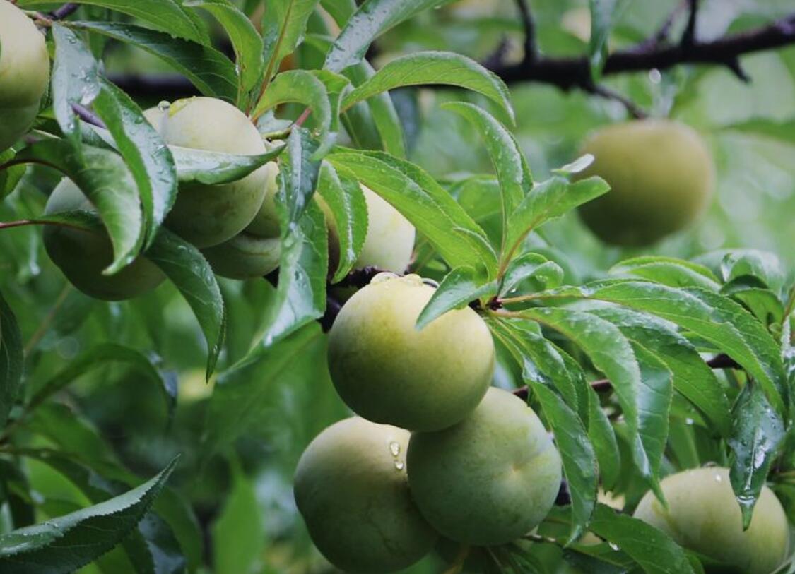 青海蜂糖李子树苗-蜂糖李子树苗品种-蜂糖李子树苗常见树型