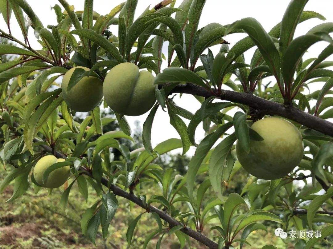 贵州安龙蜂糖李苗,蜂糖李子苗品种