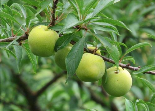 四川沿滩区蜂糖李苗,蜂糖李子苗种植时间