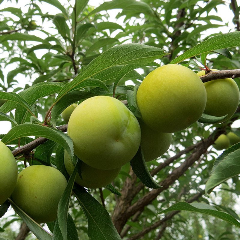 湖北洪湖蜂糖李子苗_蜂糖李子苗苗圃基地_蜂糖李子苗修枝技术