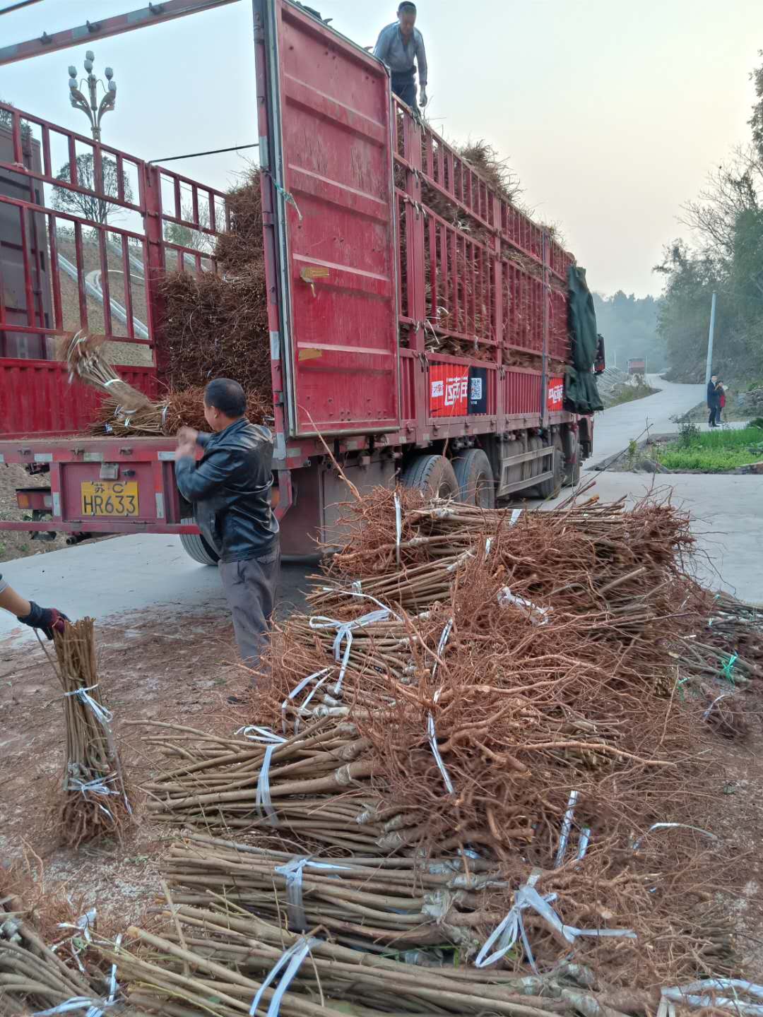 贵阳蜂糖李树苗产地货源,蜂糖李树苗修剪作用