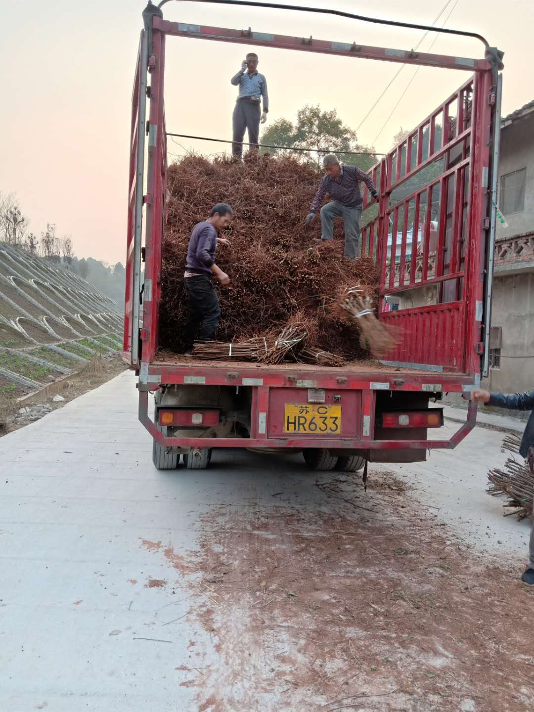 重庆杨家蜂糖李子树苗,蜂糖李苗格