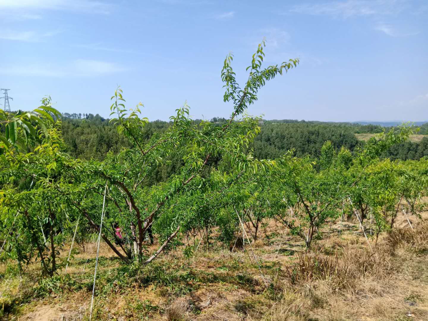 醴陵凤凰李树苗,凤凰李苗种植时间