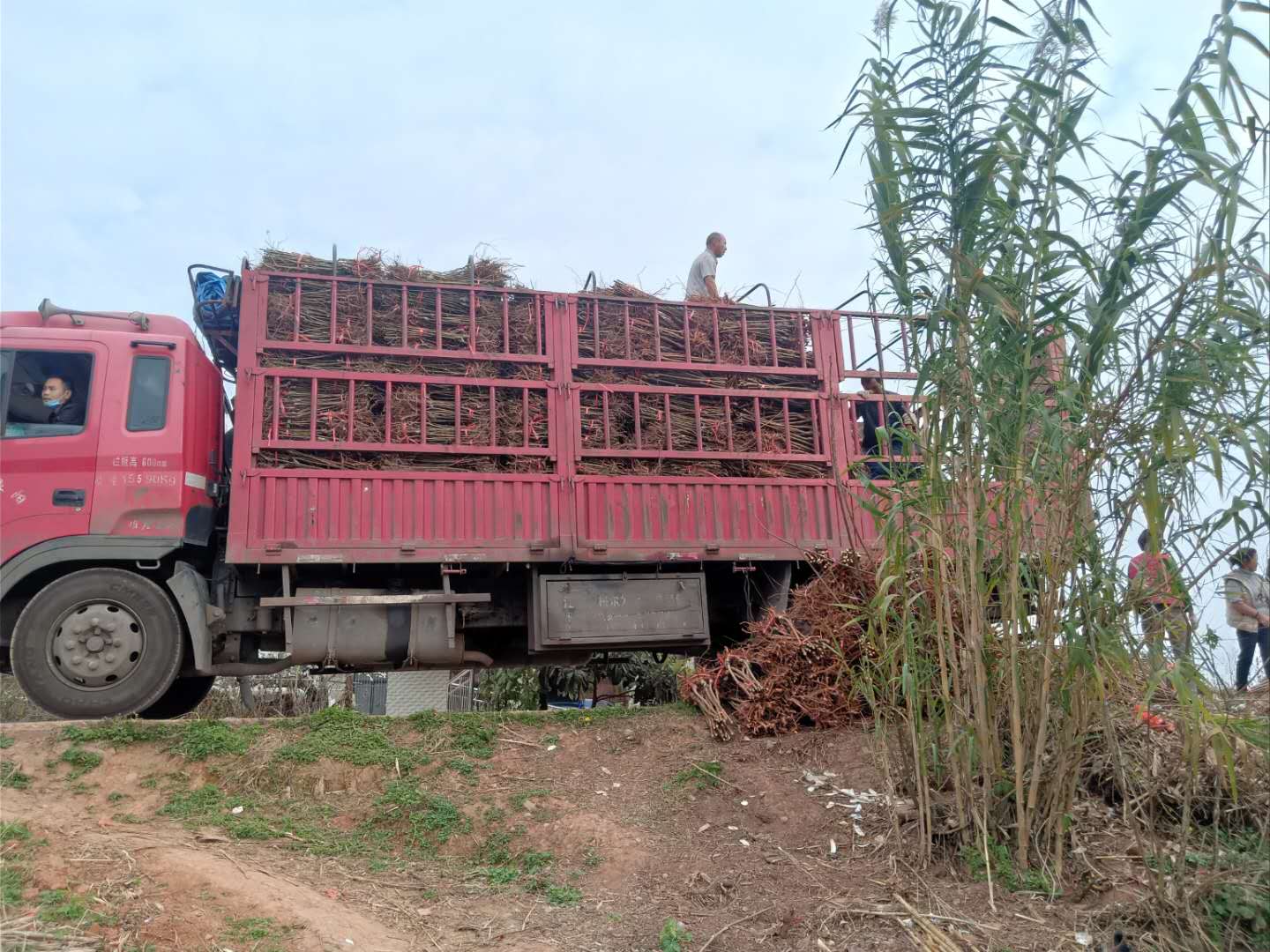 重庆云阳凤凰李子树苗示范基地,凤凰李子树苗冬季修剪