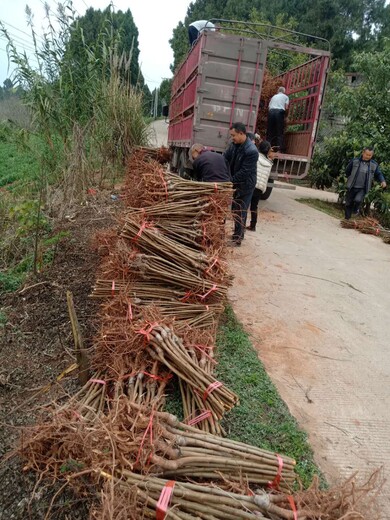 云南新平彝族傣族自治凤凰李苗_凤凰李苗批发报价_凤凰李苗修剪目的