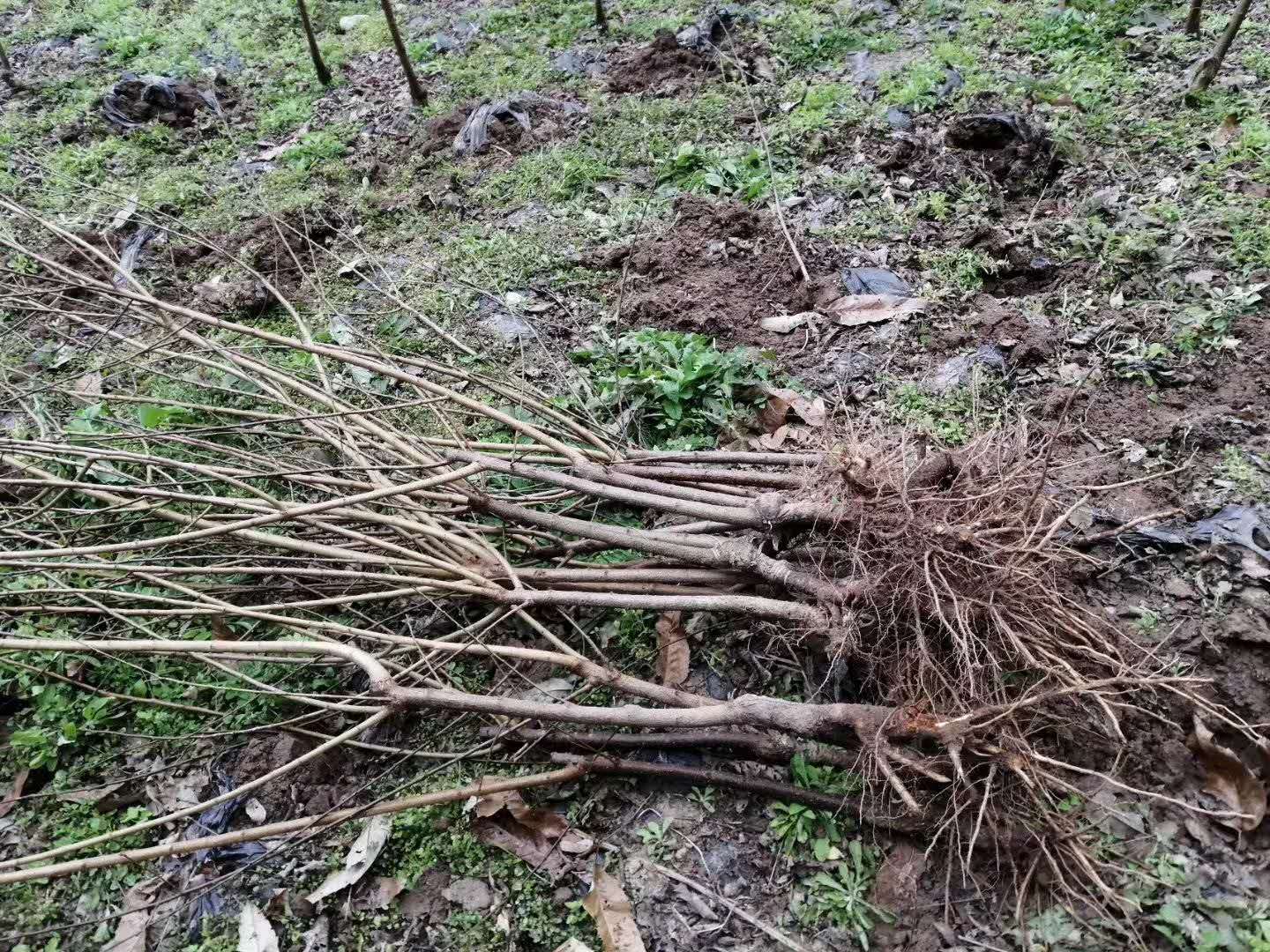 山西河曲凤凰李树苗味道巴适_凤凰李树苗免费咨询