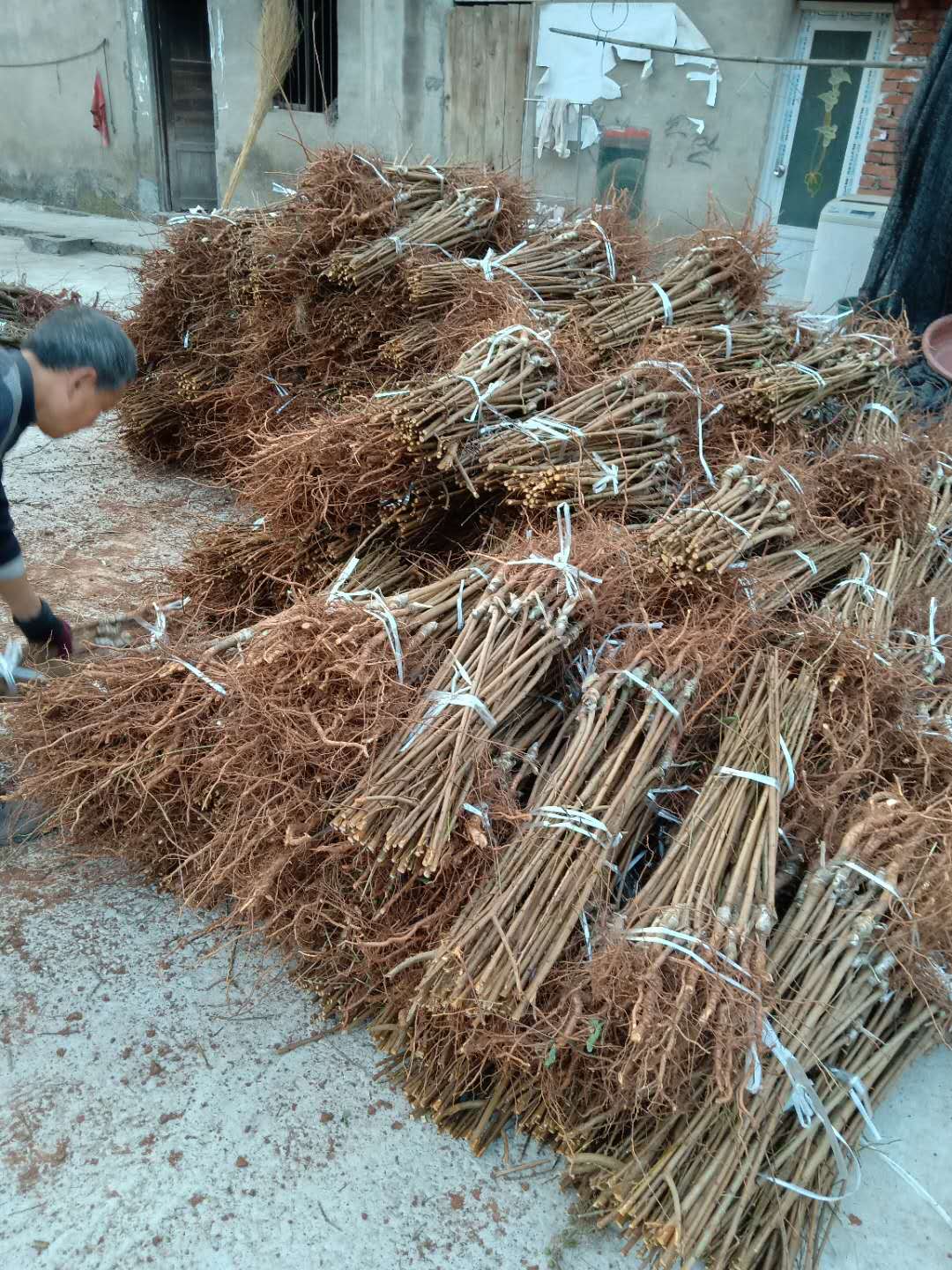 湖南雨湖区五月脆李苗_五月脆李苗嫁接方法