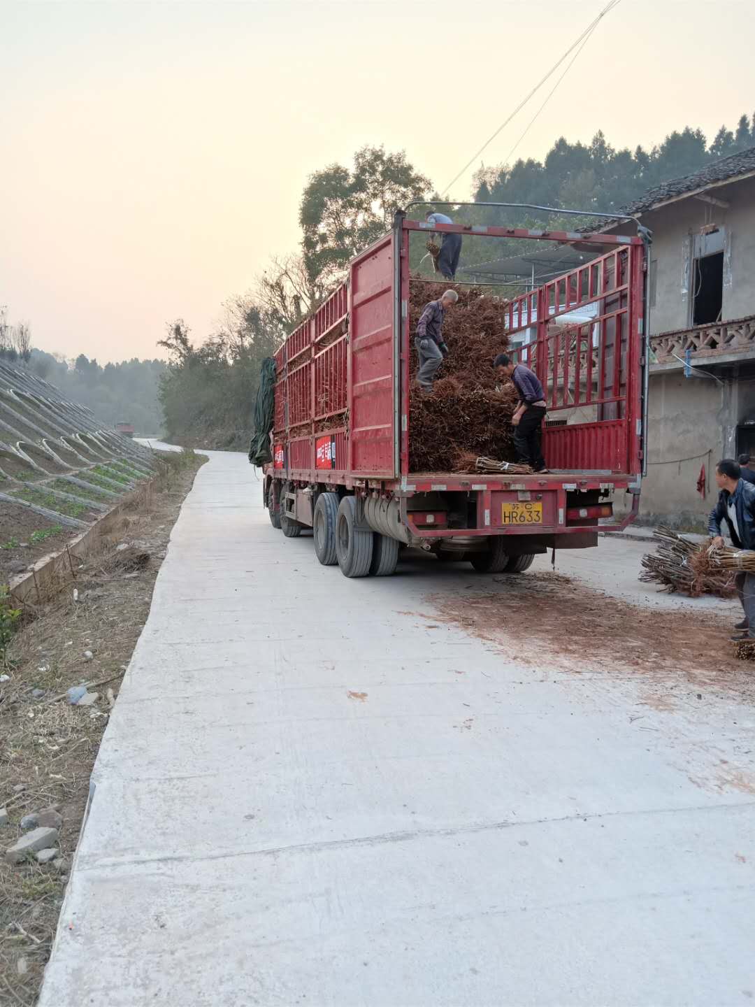 凤凰李树苗种植技术,陕西渭滨区凤凰李树苗2公分粗价格