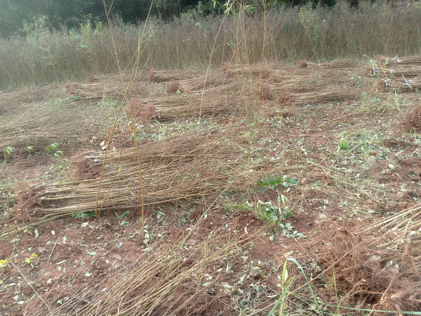 五月脆李树苗哪里有基地,云南永善五月脆李树苗定植方法