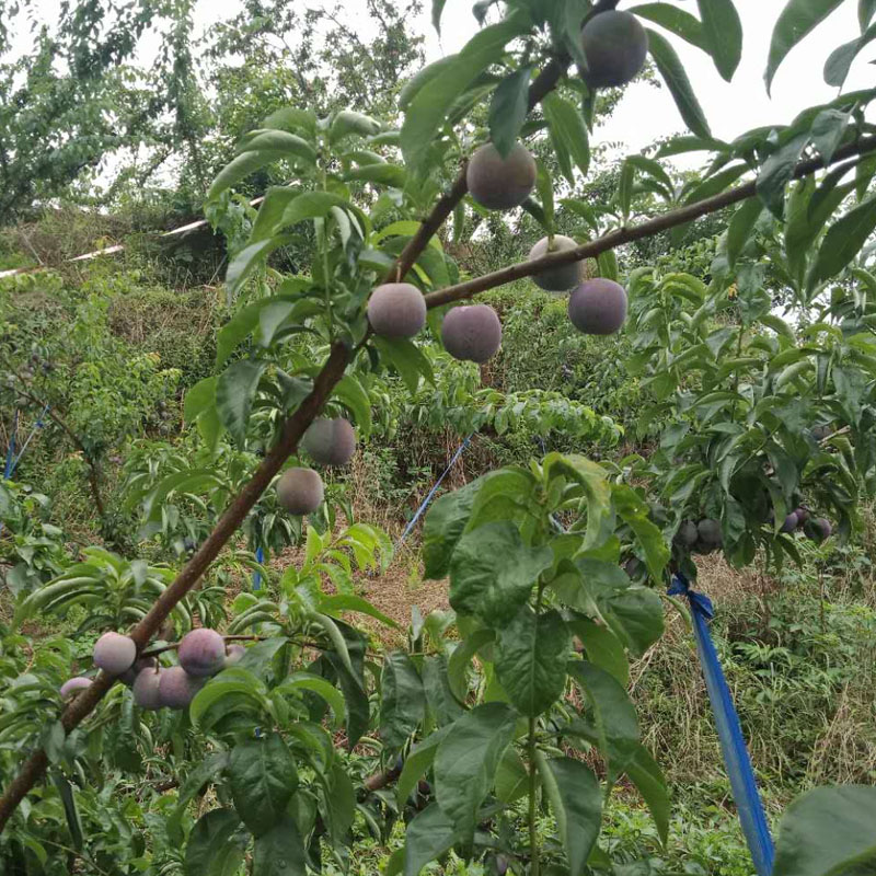 凤凰李树苗生产基地,广元凤凰李树苗涂白作用