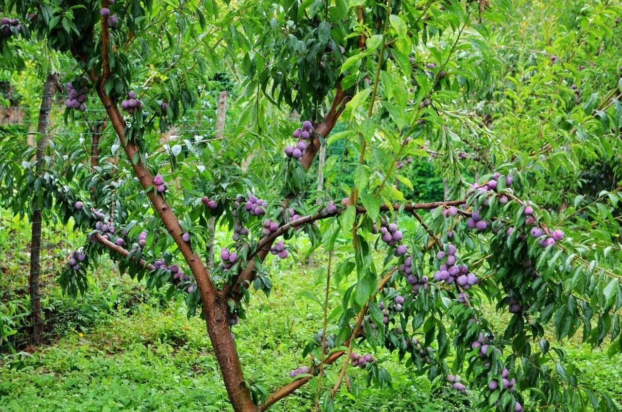 云南云龙脆红李子树苗常见树型,脆红李子树苗一亩的利润