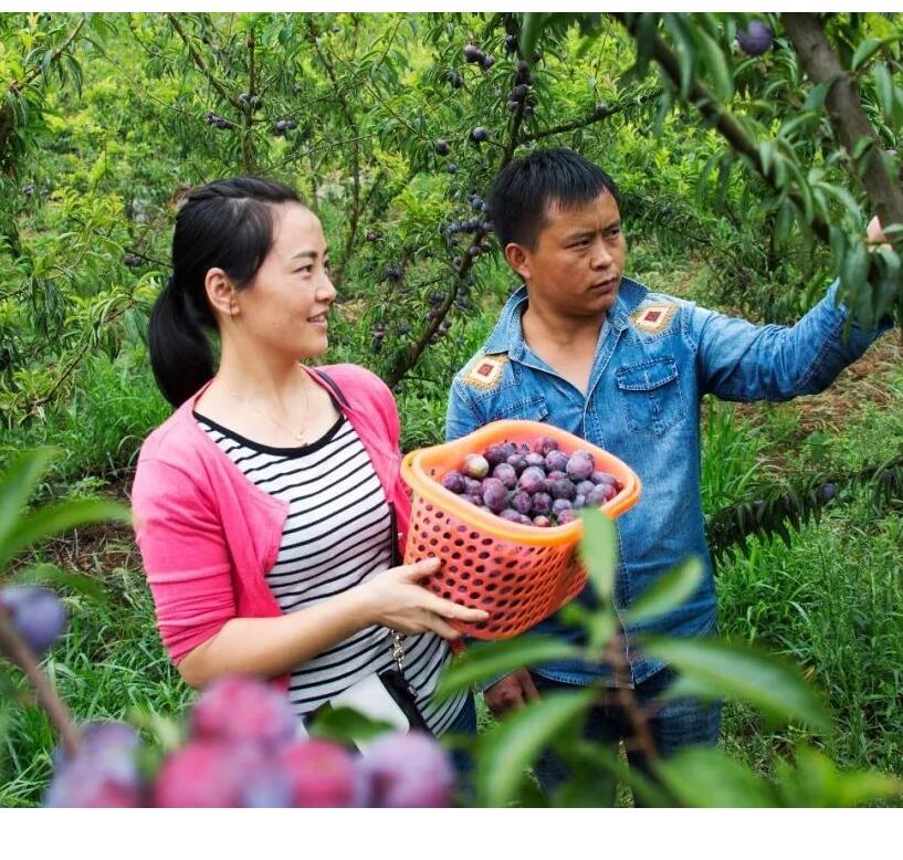 红脆李子苗价格及基地_山西陵川红脆李子苗佳种植时间