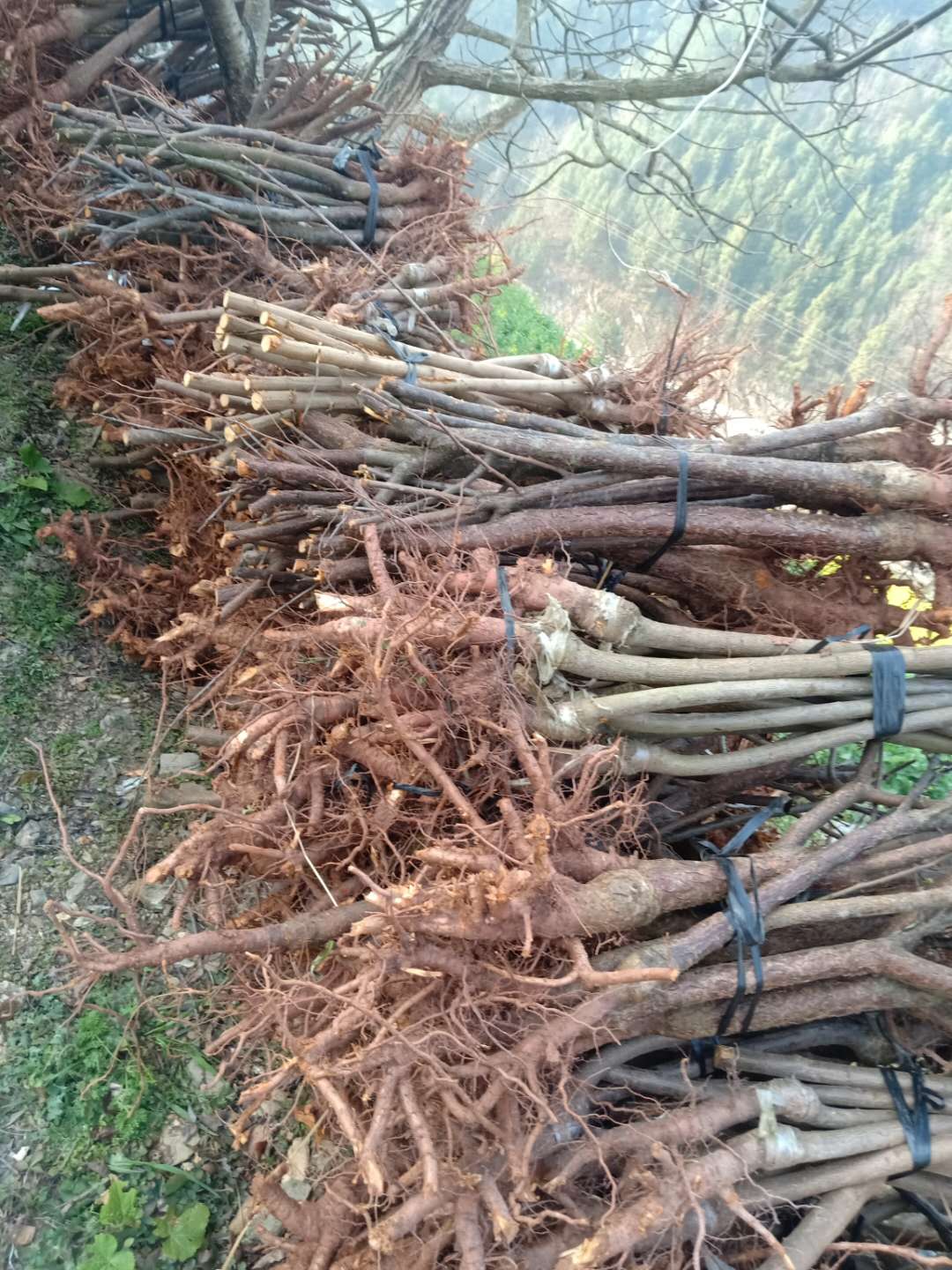 贵州山红脆李树苗产地-红脆李树苗新品种价格