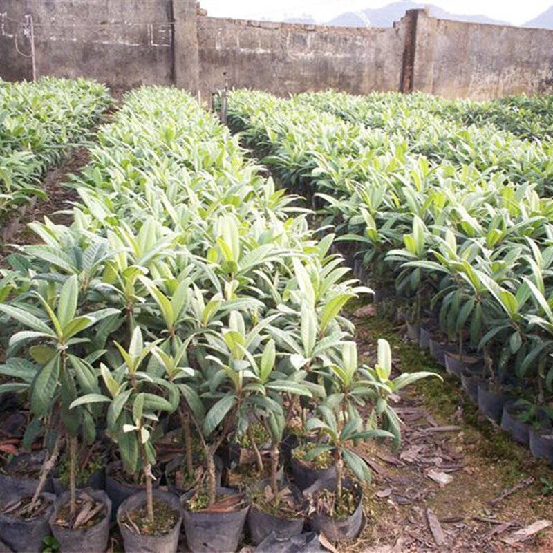 四川温江区枇杷苗种植基地,枇杷苗生产基地
