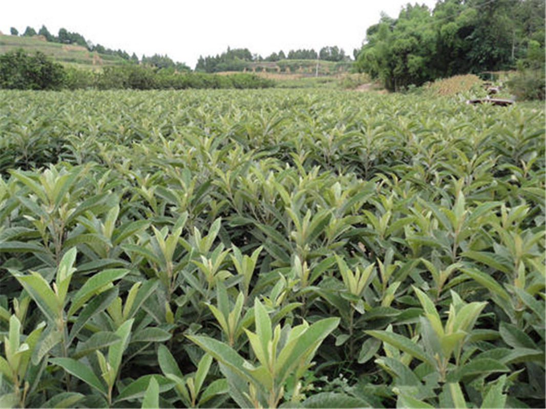 湖南新宁枇杷苗种植基地,枇杷苗生产基地