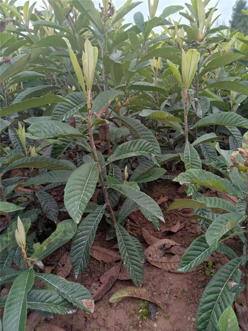 四川马边枇杷树苗-枇杷树苗种植技术有没有-枇杷树苗土壤改良原则