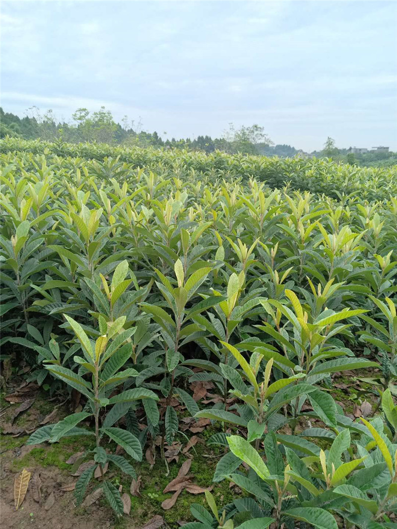 重庆奉节枇杷树苗-枇杷树苗修剪视频-枇杷树苗施基肥重要性