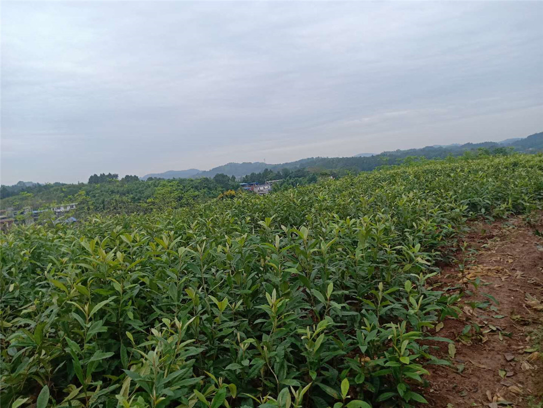 山西盂县枇杷树苗2022年价格,枇杷树苗生产厂家