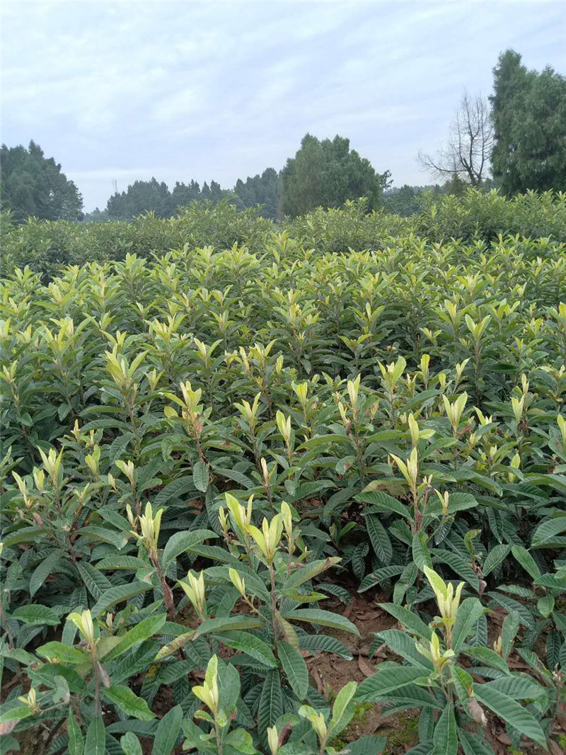 山西沁县枇杷树苗如何种植管理,枇杷树苗什么价位