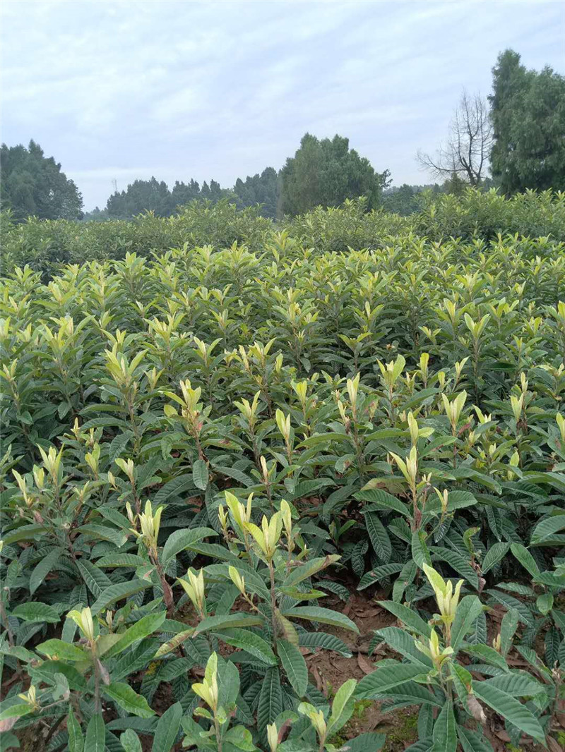 山西万荣枇杷树苗全国均可发货,枇杷树苗佳种植时间