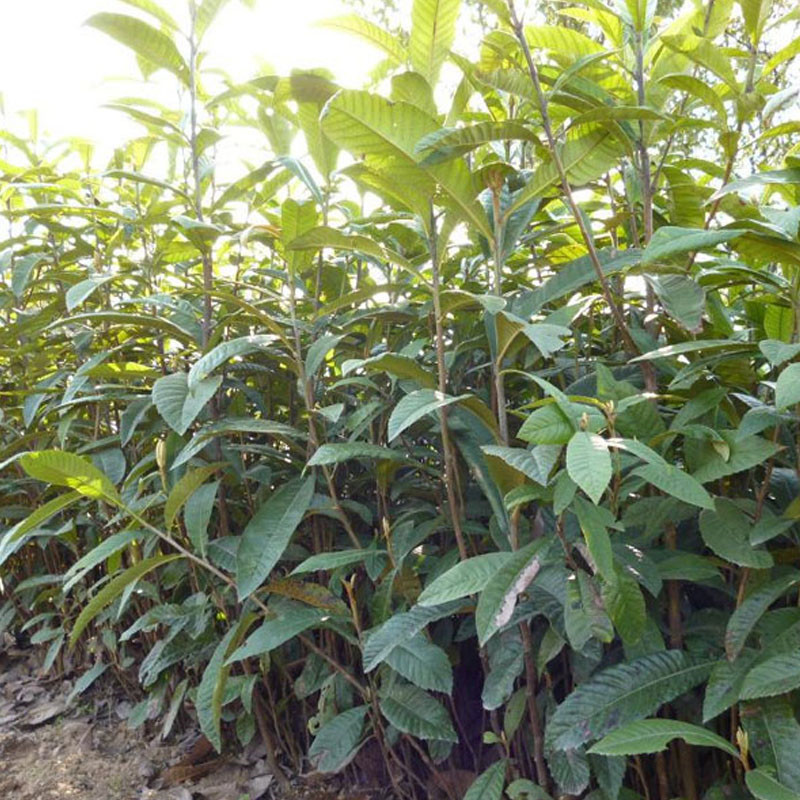 陕西大荔枇杷树苗品种,枇杷树苗当年价格