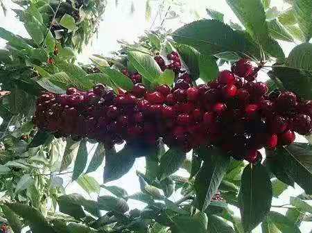 六枝特批發紅蜜櫻桃苗