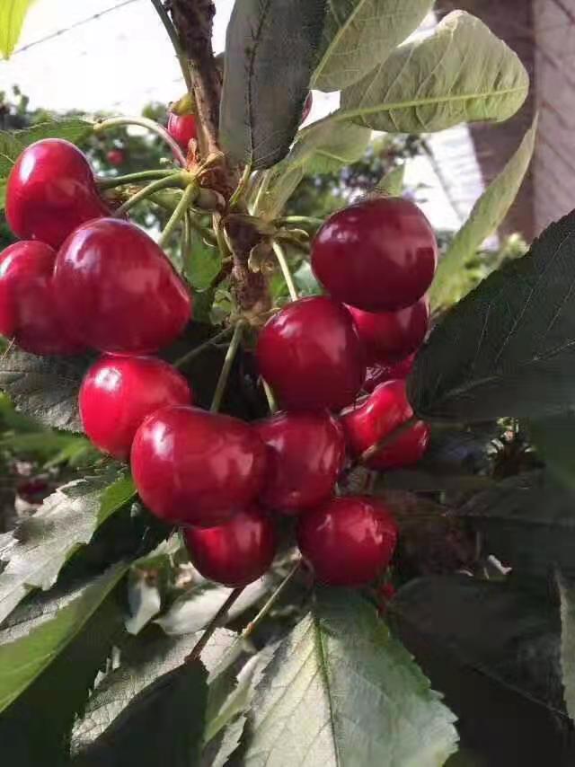 隆化種植管理珊瑚香檳櫻桃苗