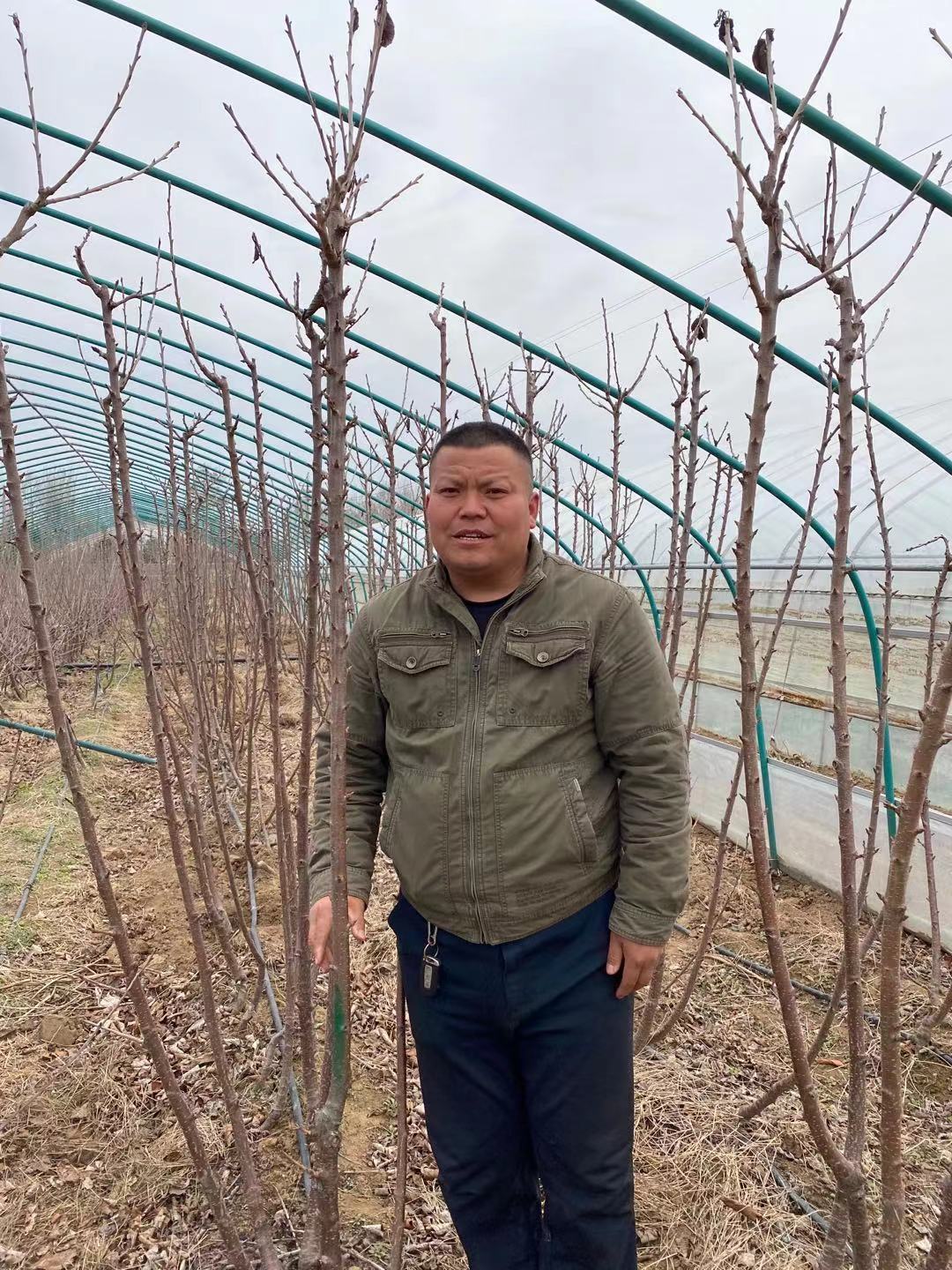 邗江區(qū)以客為尊紅蜜櫻桃苗