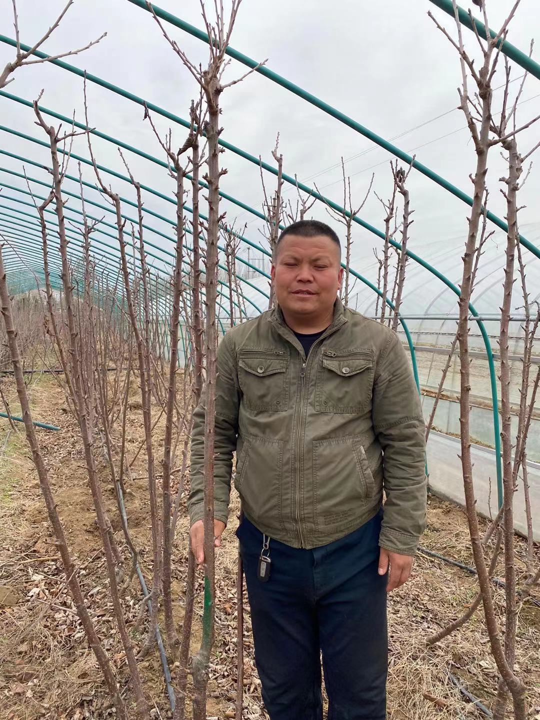 溧水區(qū)致富新品種魯英五號(hào)櫻桃苗