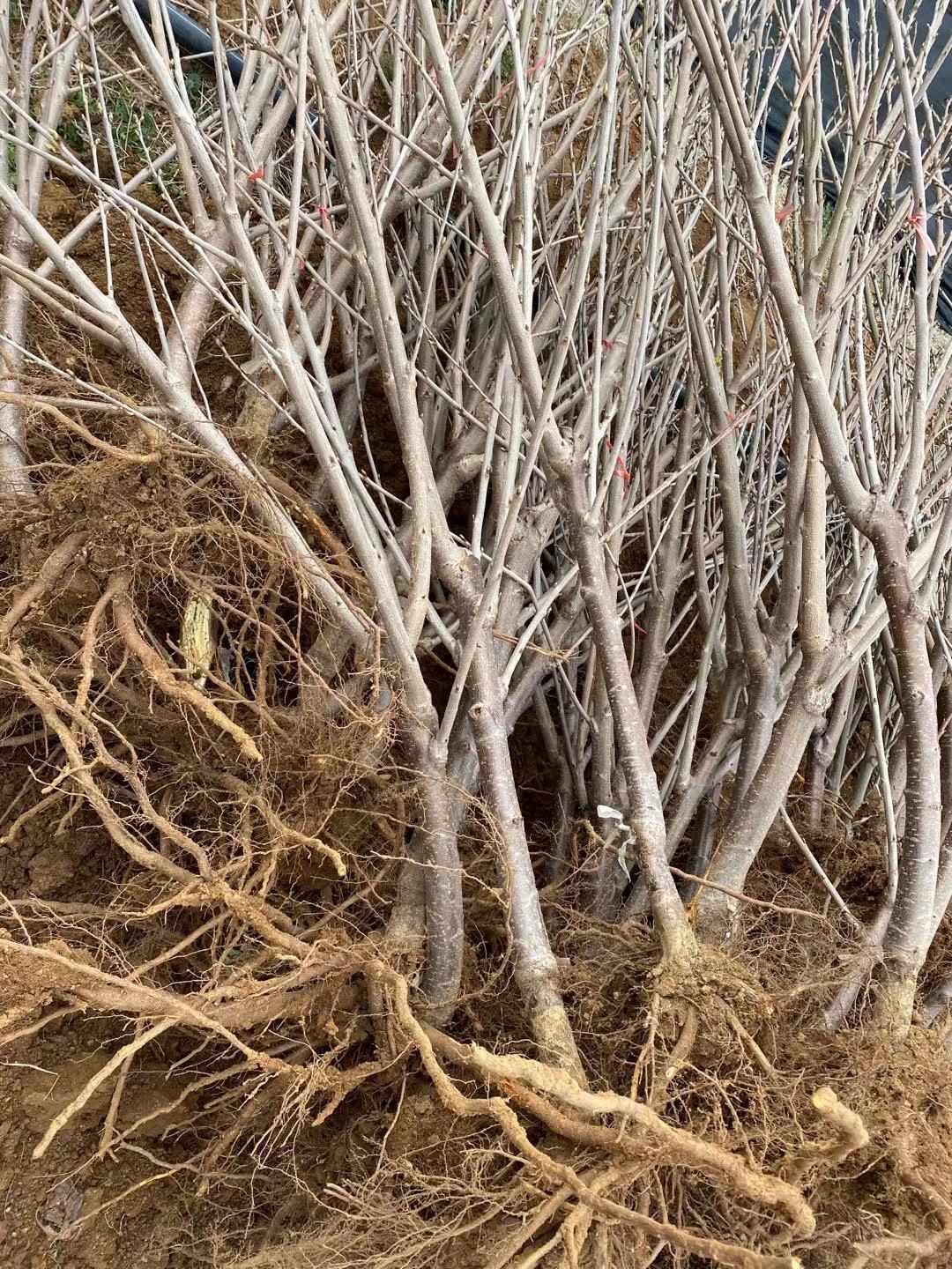 余杭區哪家買岱紅櫻桃苗