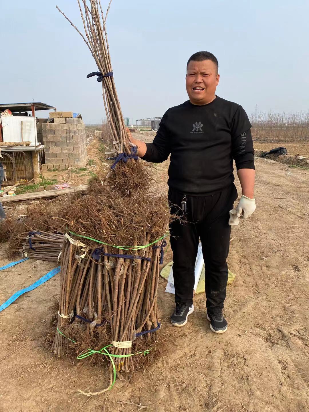 老河口市貨源地在哪吉塞拉櫻桃苗