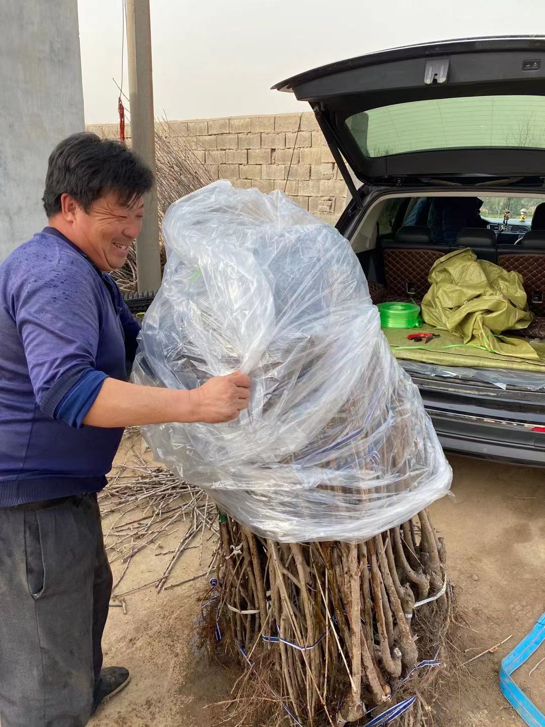 路橋詳細(xì)解讀羅亞李櫻桃苗