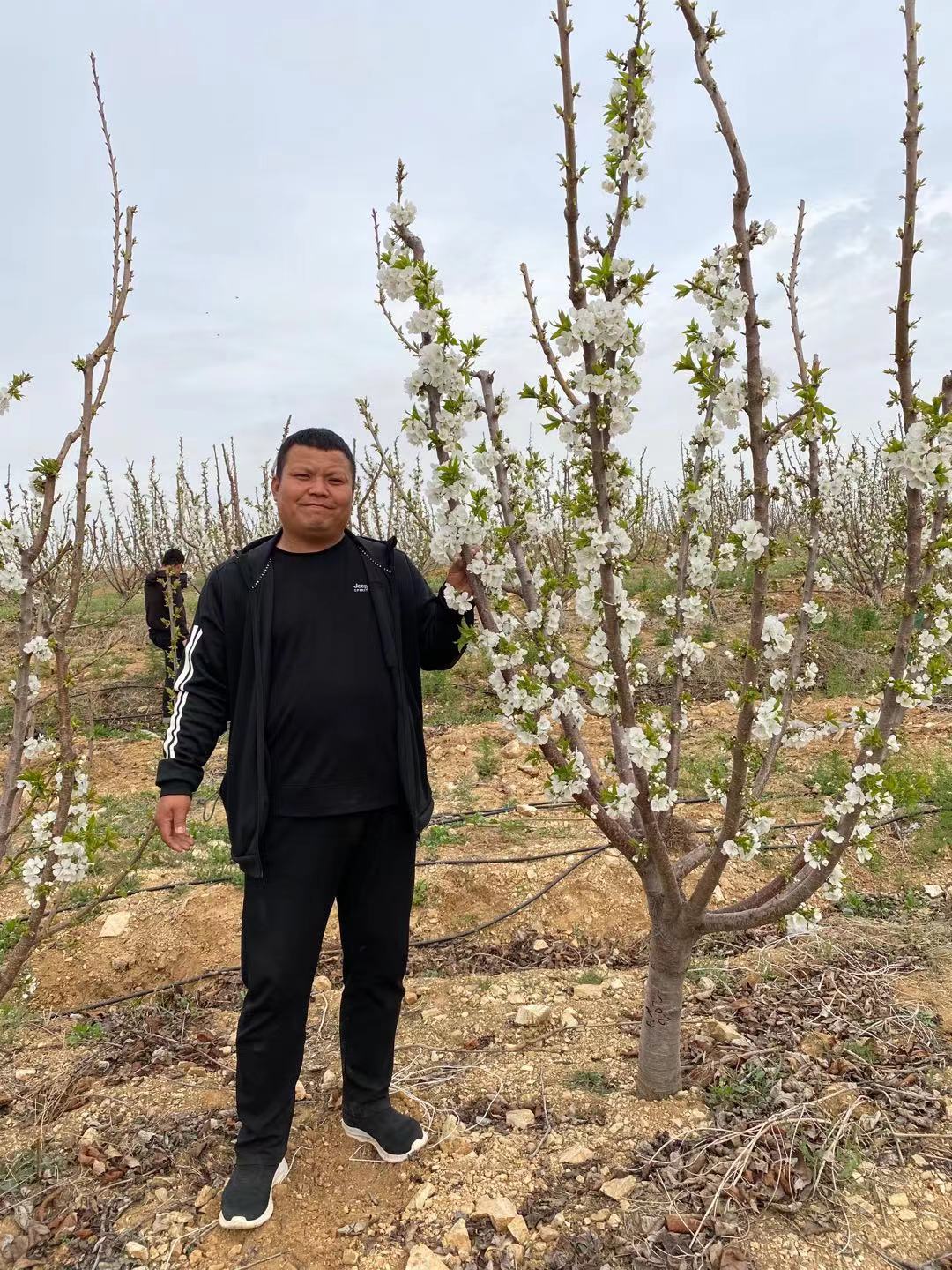 關嶺布依族苗族自治廠家服務為先格蘭紅櫻桃苗
