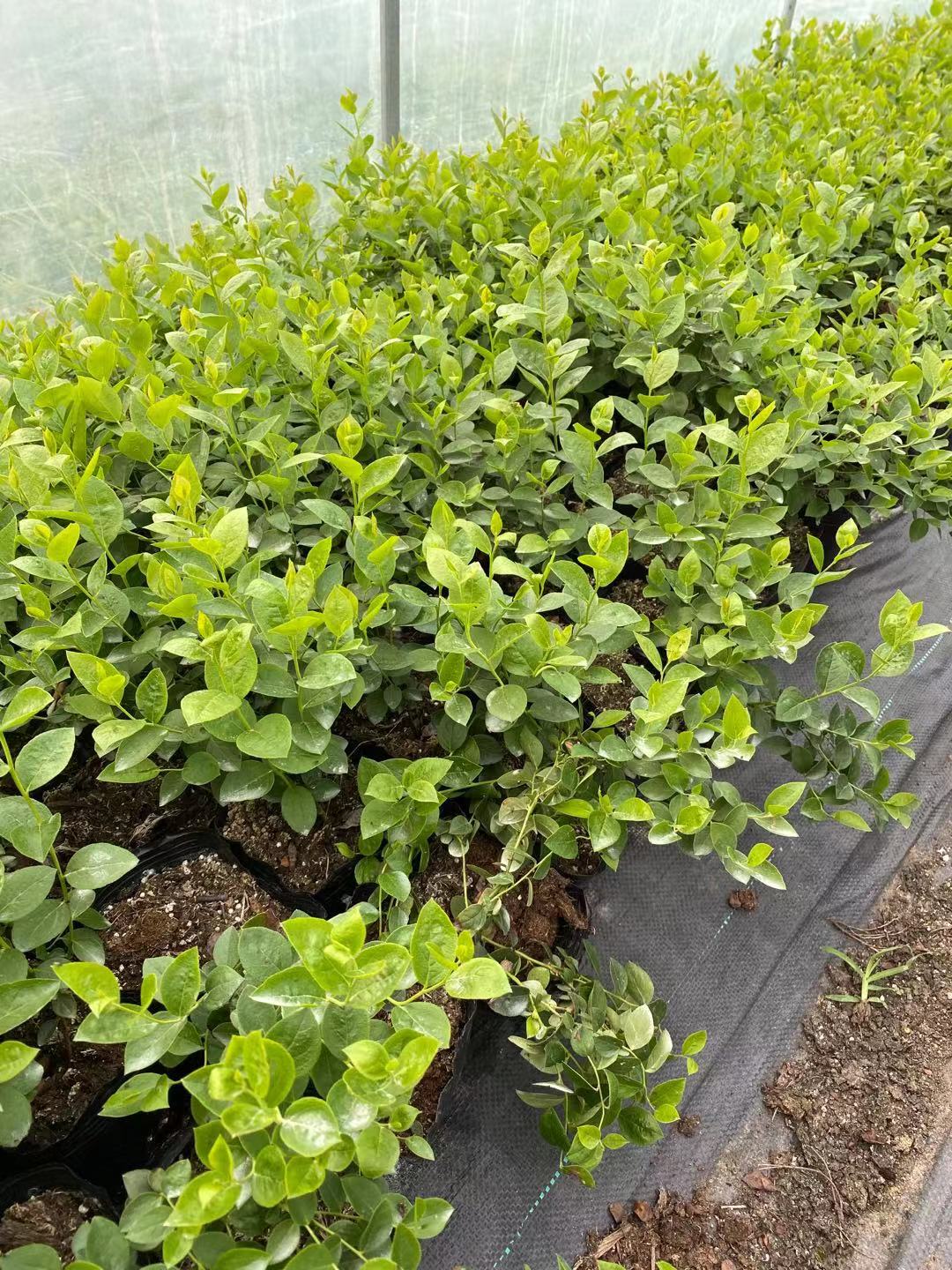漢壽詳細解讀魯英五號櫻桃苗
