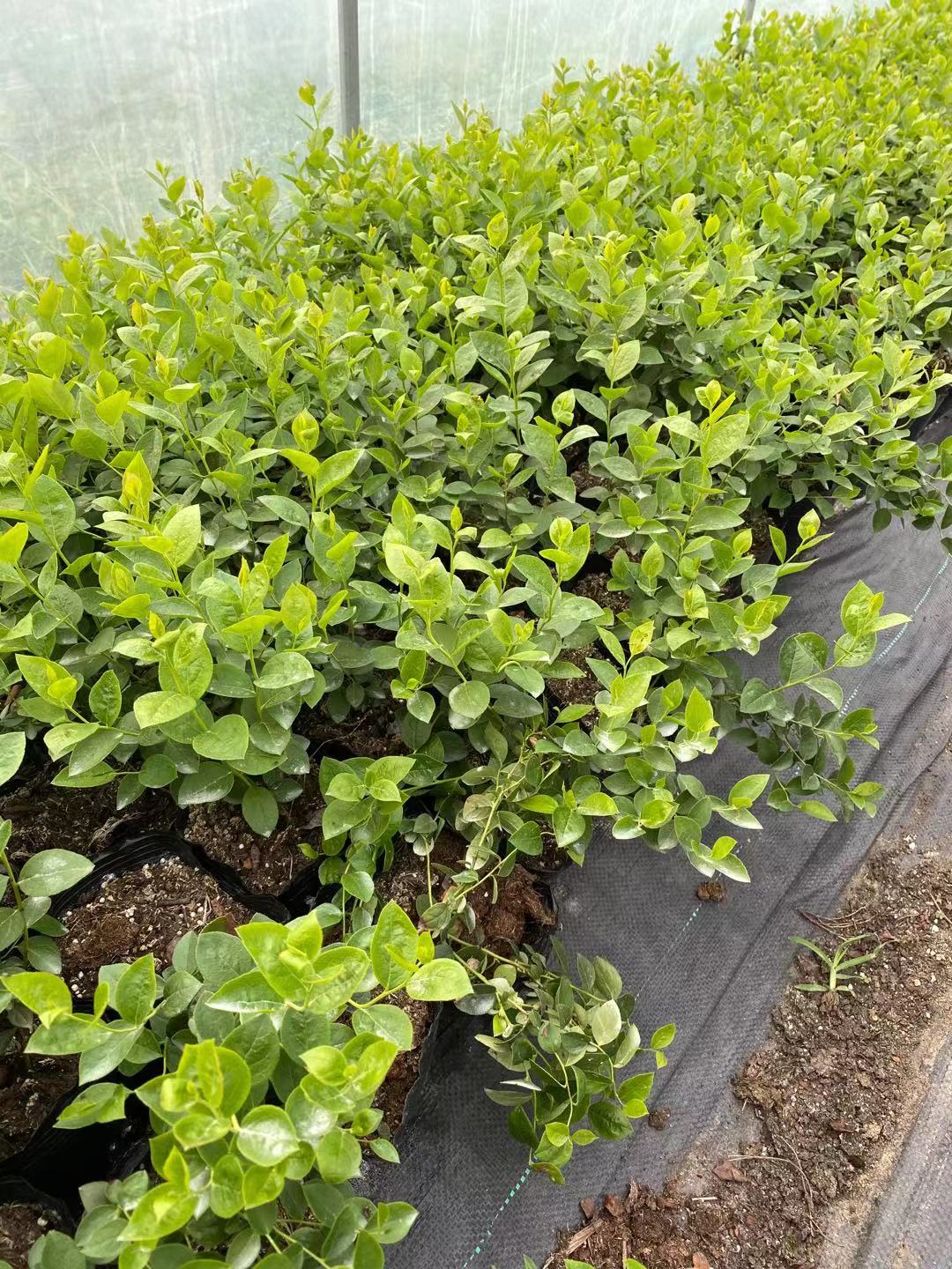 章貢點擊薩米托櫻桃苗