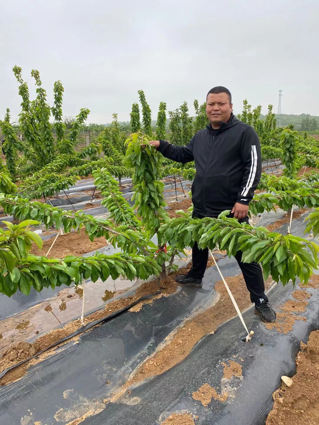老河口市貨源地在哪吉塞拉櫻桃苗