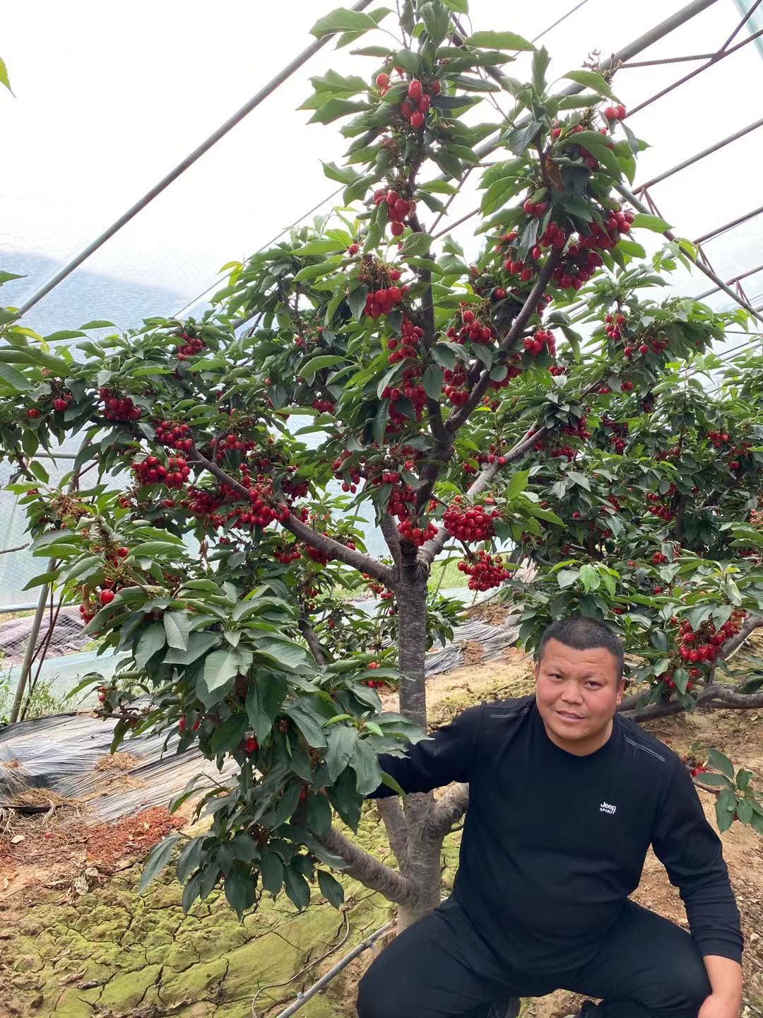 余杭區哪家買岱紅櫻桃苗
