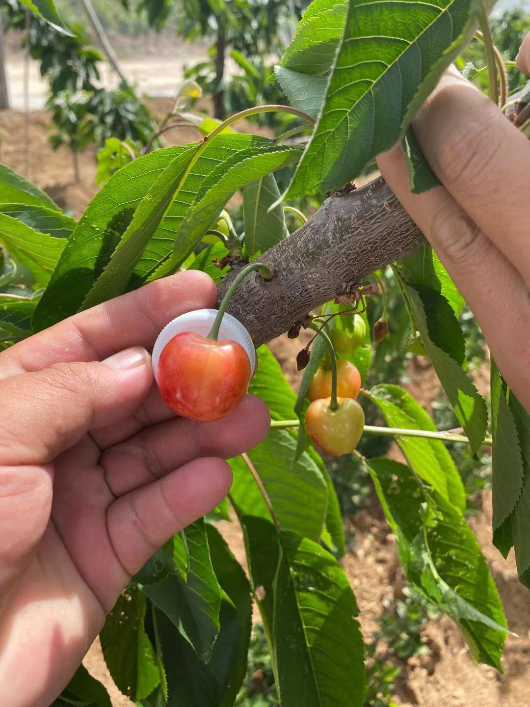 六枝特批發紅蜜櫻桃苗