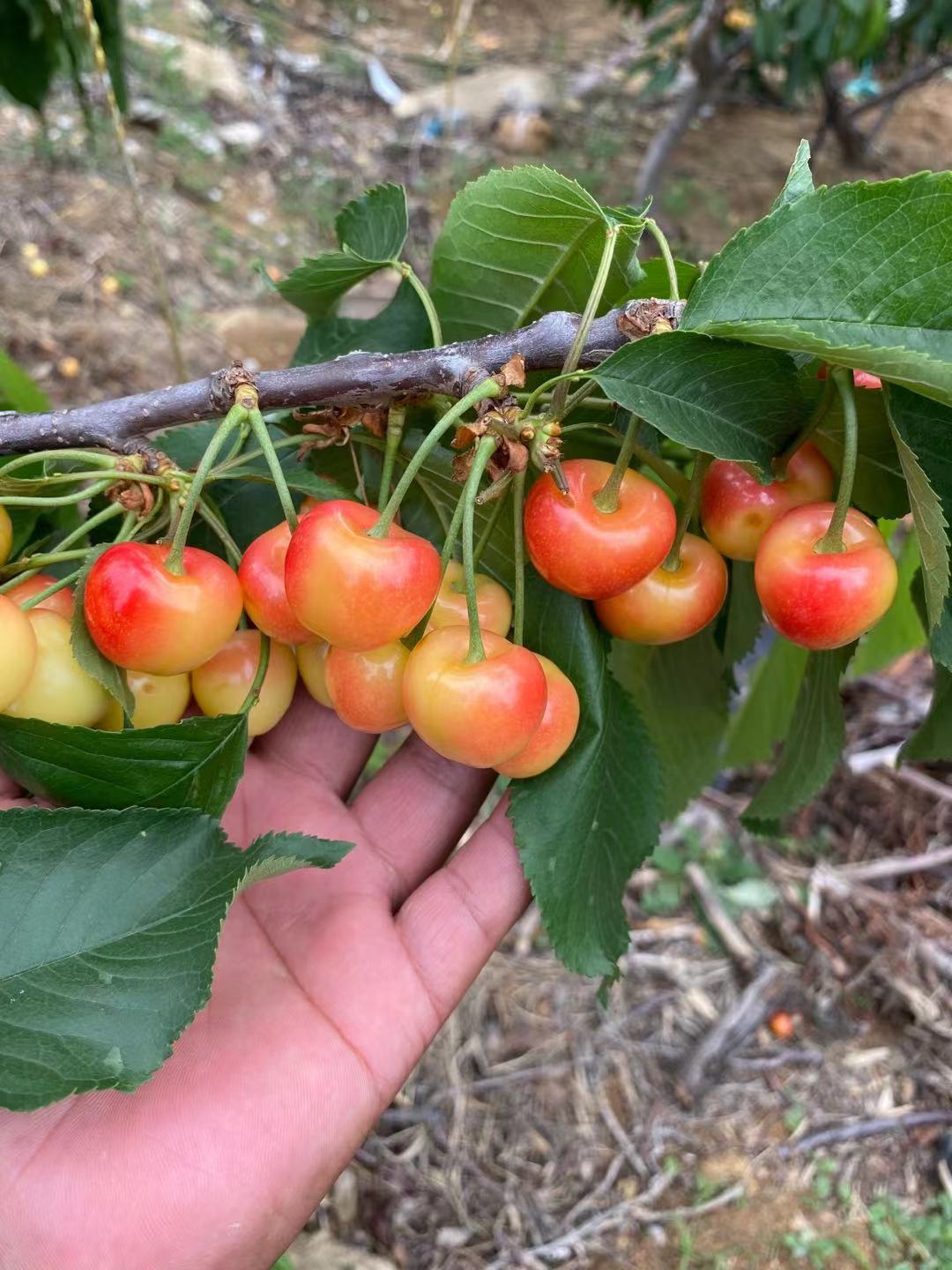 坡頭種植技術費里思科櫻桃苗