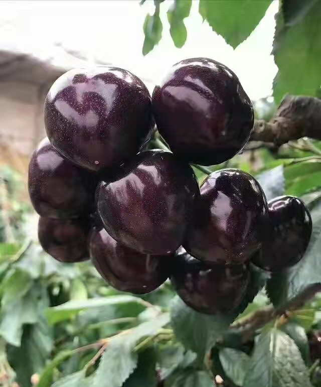 北票規(guī)格一覽表櫻桃苗