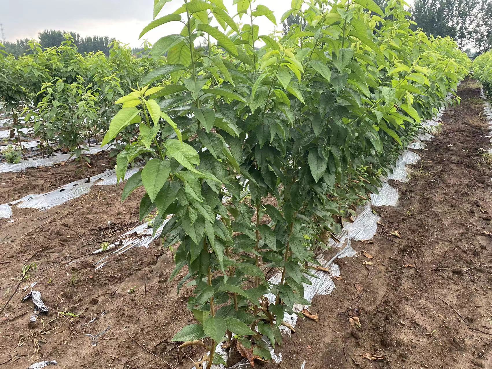 荷塘區黑珍珠櫻桃苗