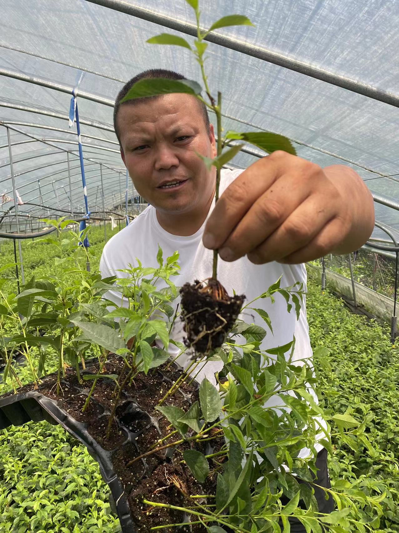 瓜州訂苗熱線矮化櫻桃苗