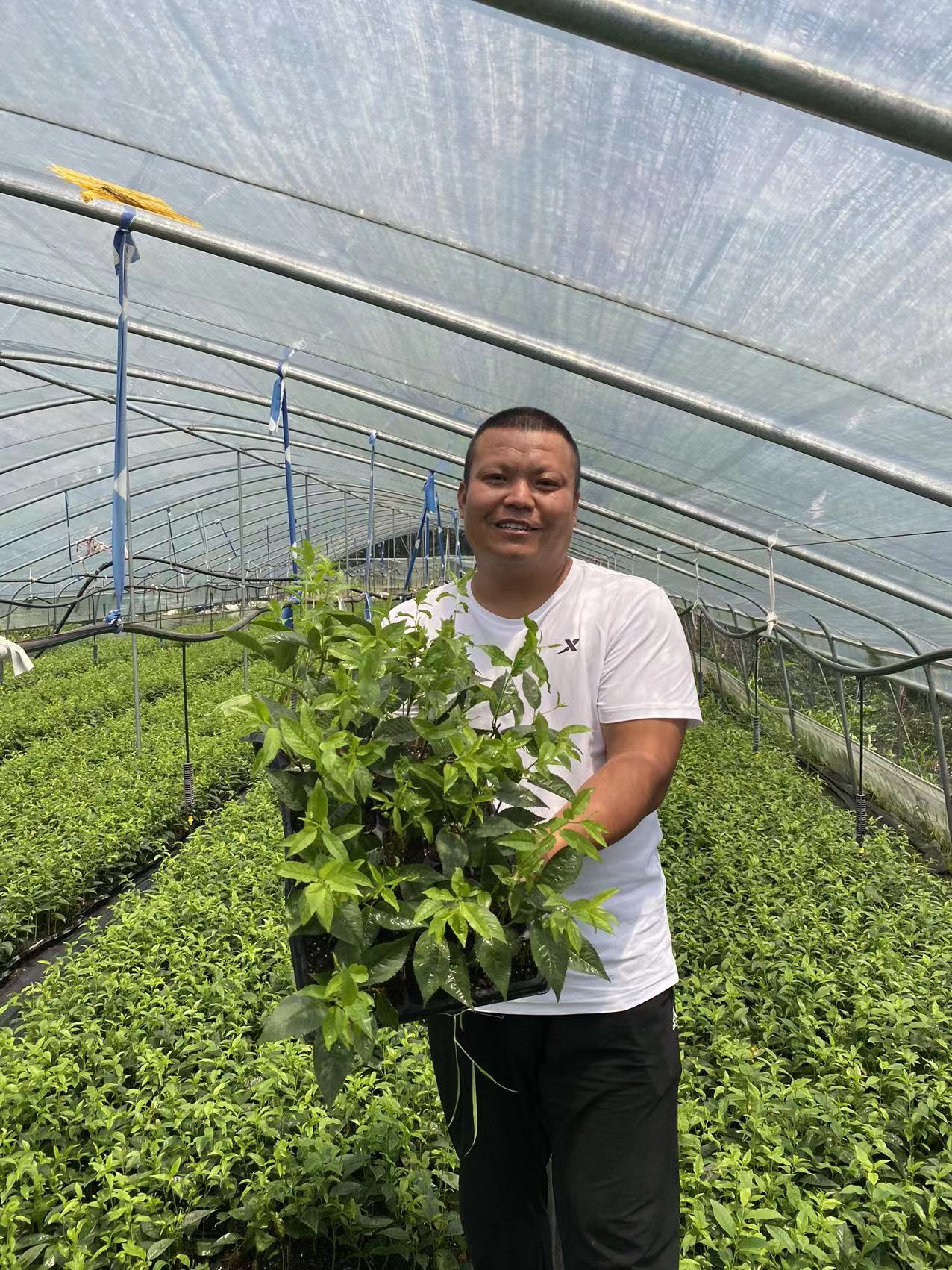 木里藏族自治推薦培育櫻桃苗