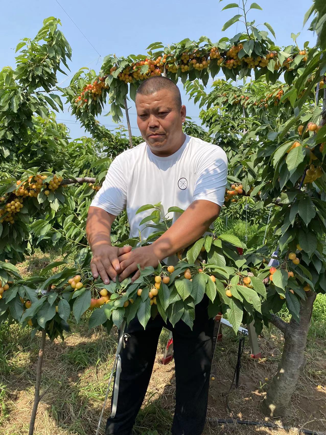 坡頭種植技術費里思科櫻桃苗