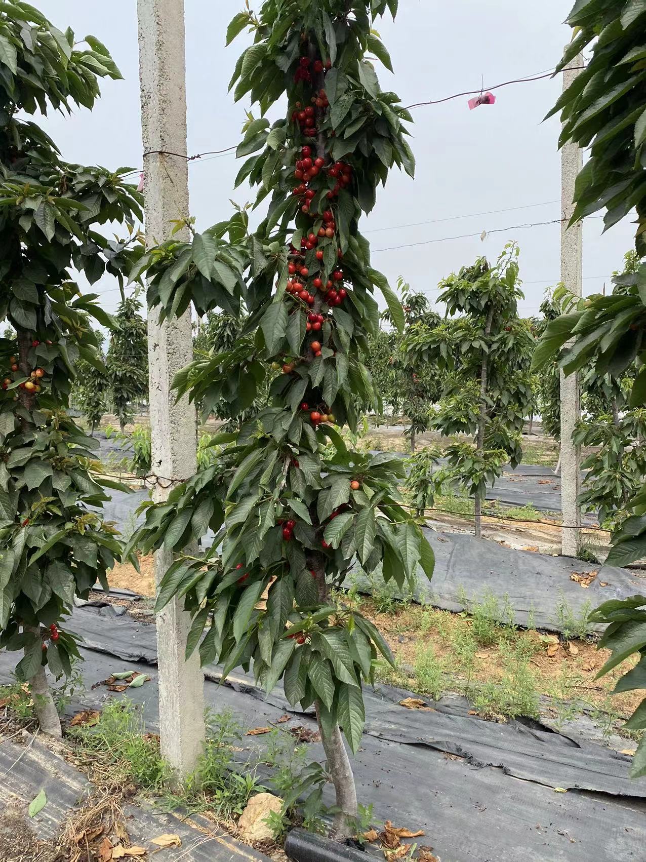 古交供應格蘭紅櫻桃苗