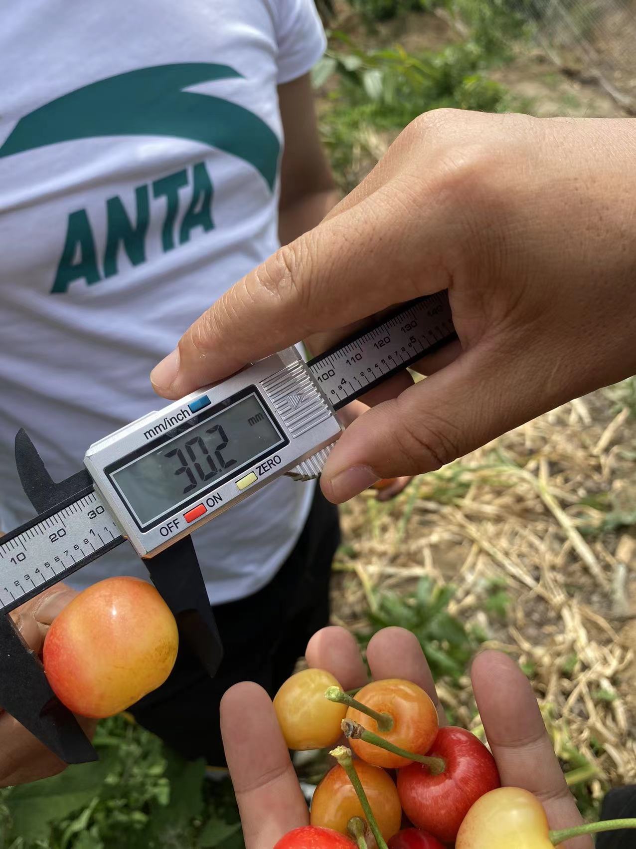 武邑規格一覽表蜜露櫻桃苗