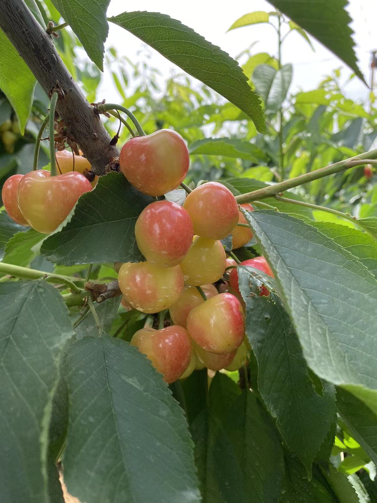 蘄春怎么代理大棚櫻桃苗